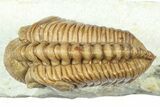 Kainops Trilobite - Black Cat Mountain, Oklahoma #363002-2